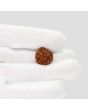 1 Mukhi Rudraksha (Nepal) 17.84 MM