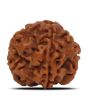 1 Mukhi Rudraksha (Nepal) 19.58 MM