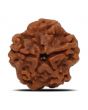 1 Mukhi Rudraksha (Nepal) 19.58 MM