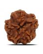 1 Mukhi Rudraksha (Nepal) 19.58 MM