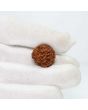 1 Mukhi Rudraksha (Nepal) 19.58 MM