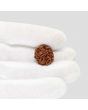 1 Mukhi Rudraksha (Nepal) 18.71 MM