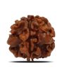 1 Mukhi Rudraksha (Nepal) 20.03 MM