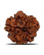 1 Mukhi Rudraksha (Nepal) 20.03 MM
