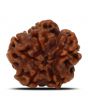 1 Mukhi Rudraksha (Nepal) 20.03 MM