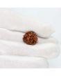 1 Mukhi Rudraksha (Nepal) 20.03 MM