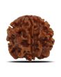 1 Mukhi Rudraksha (Nepal) 18.82 MM