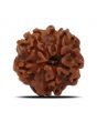 1 Mukhi Rudraksha (Nepal) 18.82 MM