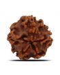 1 Mukhi Rudraksha (Nepal) 18.82 MM