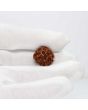 1 Mukhi Rudraksha (Nepal) 18.82 MM