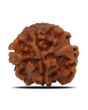 1 Mukhi Rudraksha (Nepal) 18.93 MM