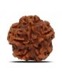 1 Mukhi Rudraksha (Nepal) 18.93 MM