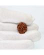1 Mukhi Rudraksha (Nepal) 18.93 MM