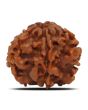 1 Mukhi Rudraksha (Nepal) 19.92 MM