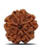 1 Mukhi Rudraksha (Nepal) 19.92 MM