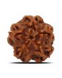 1 Mukhi Rudraksha (Nepal) 19.92 MM