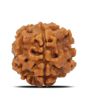 1 Mukhi Rudraksha (Nepal) 17.7 MM