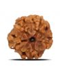 1 Mukhi Rudraksha (Nepal) 17.7 MM