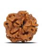 1 Mukhi Rudraksha (Nepal) 17.7 MM