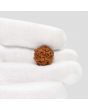 1 Mukhi Rudraksha (Nepal) 17.7 MM