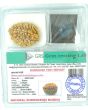 Natural Rudraksha 2 Mukhi Two Mukhi(India)