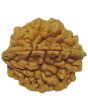 Natural Rudraksha 2 Mukhi Two Mukhi(India)