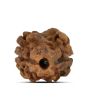 2 Mukhi Rudraksha (Nepal) 15.03 MM