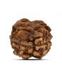 2 Mukhi Rudraksha (Nepal) 15.03 MM