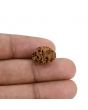 2 Mukhi Rudraksha (Nepal) 15.03 MM
