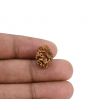 2 Mukhi Rudraksha (Nepal) 15.03 MM