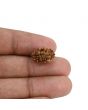 2 Mukhi Rudraksha (Nepal) 15.03 MM