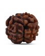 2 Mukhi Rudraksha (Nepal) 14.96 MM