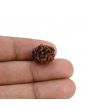 2 Mukhi Rudraksha (Nepal) 14.96 MM