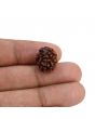 2 Mukhi Rudraksha (Nepal) 14.96 MM
