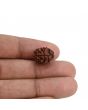 2 Mukhi Rudraksha (Nepal) 14.96 MM