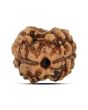 2 Mukhi Rudraksha (Nepal) 15.78 MM