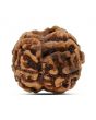 2 Mukhi Rudraksha (Nepal) 15.78 MM