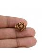 2 Mukhi Rudraksha (Nepal) 15.78 MM