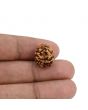 2 Mukhi Rudraksha (Nepal) 15.78 MM