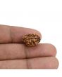 2 Mukhi Rudraksha (Nepal) 15.78 MM