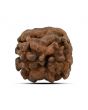 2 Mukhi Rudraksha (Nepal) 15.1 MM