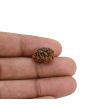 2 Mukhi Rudraksha (Nepal) 15.1 MM