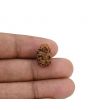 2 Mukhi Rudraksha (Nepal) 15.1 MM