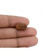 2 Mukhi Rudraksha (Nepal) 15.1 MM