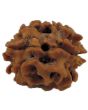 2 Mukhi Rudraksha (India)