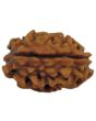 2 Mukhi Rudraksha (India)