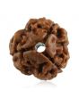 3 Mukhi Rudraksha (Nepal)