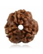 3 Mukhi Rudraksha (Nepal)