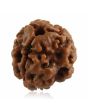 3 Mukhi Rudraksha (Nepal)