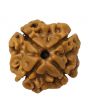 4 Mukhi Rudraksha (Nepal)